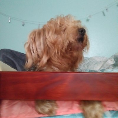 EnidMCintron2's profile picture. Persigue tus sueños o alguien te pagará para que persigas los suyos.