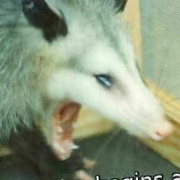 PanchatheBard's profile picture. I’m a Bard, and I like to write down funny things my friends say.