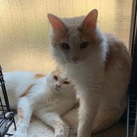 えーきち (@eiichi1013) 's Twitter Profile Photo