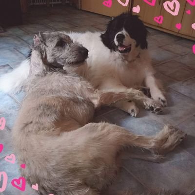 AnneKrmer1's profile picture. Ich lebe im Ruhrgebiet mit Mann und unserem Hunderudel. Ich fahre sehr gerne UTV und halte mich gerne draussen auf. Ich liebe Ruhe und Frieden und meine Freunde