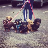 The Devon Dachshund Hotel(@devon_hotel) 's Twitter Profile Photo