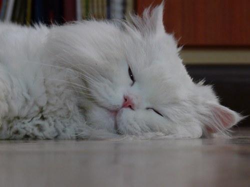 yoramro's profile picture. 