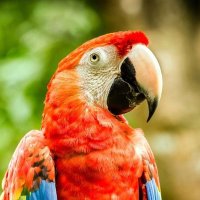 the Parrot man (@lindz2000) 's Twitter Profile