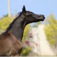 ุนุจุฏุงููู ุจู ููุณู ุงูู
ููุฒุน (@abiny155) 's Twitter Profile Photo ุนุจุฏุงููู ุจู ููุณู ุงูู
ููุฒุน (@abiny155) 's Twitter Profile Photo