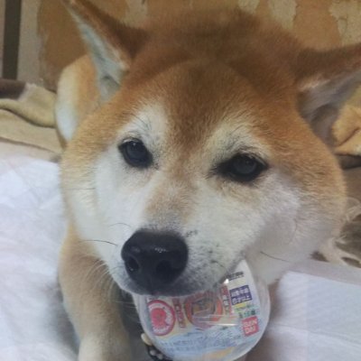 korotan3062's profile picture. 宜しくお願いします