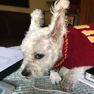 Luciano71108330's profile picture. #Blacklivesmatter #Biden2020#MajorDogLover