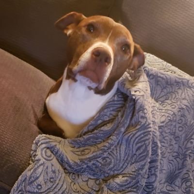 jdevethick's profile picture. Full stack developer