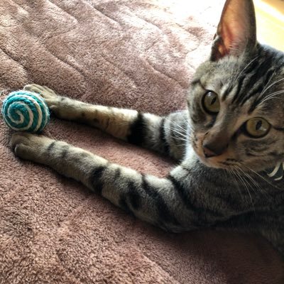 よるしか/はんぷばっく/ぽるかどっとすてぃんぐれい/よにげ/ばんぷおぶちきん/あくあたいむず/らっどういんぷす