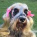 Tere Soto (@tginagallina) Twitter profile photo Tere Soto (@tginagallina) Twitter profile photo