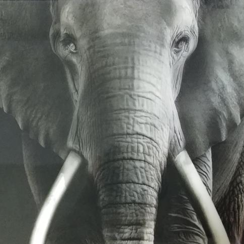 ccobul1's profile picture. 