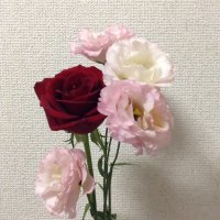 umenoka (@u_mno_ka1112) Twitter profile photo