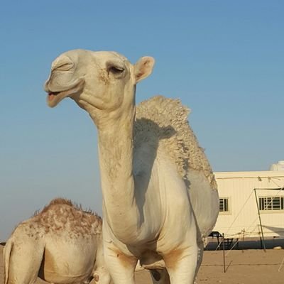 بيع و شراء و تأجير و إدارة املاك الغير موبايل 98850069.