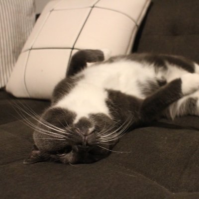 BytheLibrarian's profile picture. Books. Coffee. Cats. Repeat. she/her/hers *on a break!*