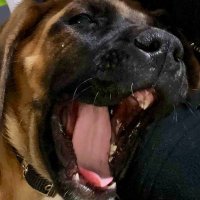Bruceifur (@brucethemastiff) 's Twitter Profile