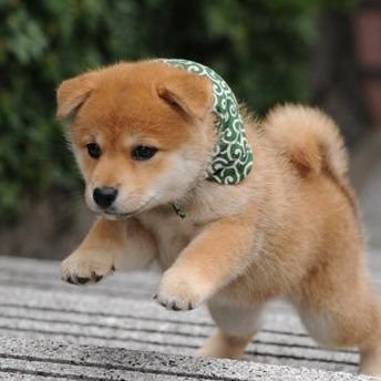 弥生犬 Ni Hon Go Twitter 弥生犬 Ni Hon Go Twitter