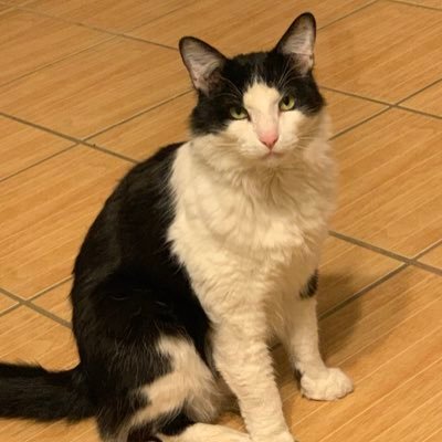 ReckItRose's profile picture. That's me. The girl with the broken halo.