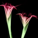 Aundrea Brown - @Yp4evah - Twitter