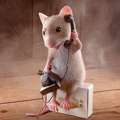 DrCory1st's profile picture. Monozygotic Twin.Latin dancer. MBChB🎓. Anaesthesiology registrar 📚. Wife.Hogwarts alumni.Mousey🐭. Fiction(HP,TLOTR, Narnia,GOT,Twilight). Pluviophile☔💖