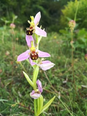 A community group working towards ensuring that Kenfig Nature Reserve is managed for wildlife after December 2019