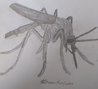 BiteOfAMosquito Profile Picture