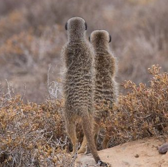 Your Gateway to Oudtshoorn South Africa by @EJHill1977