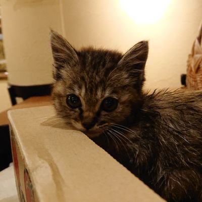 emhmd3's profile picture. 熊本大学法学部に所属しています(民法学専攻)。が、ここでの内容は所属機関の意見や立場を代表するものではありません。時々しか学術的な事は呟きません。本人の同意なくフォロー返しはしませんので、学生さんもお気軽に。Instagram→emhmd2312