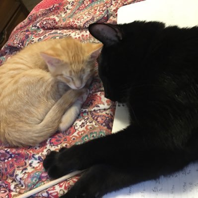 Roughhouse and Rumpus, Alumni of Kitten Academy!