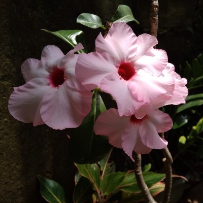 MansurahFauzia's profile picture. Love for all hatred for none :)