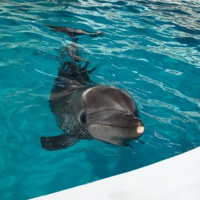 CocoNoCo3's profile picture. 五代目 助市（スケイチ - ご先祖様の名前を拝借）株式投資7年生 (19年6月～) 。 CFDも含めると投資歴 10年ちょい。 独身時代のへそくり200万を元手に追加入金無しで運用中。 投資来パフォは28倍くらい。年利10%を目標に足掻いています。