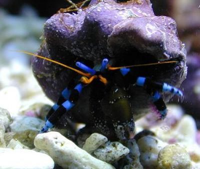 aquaticlibrary's profile picture. 