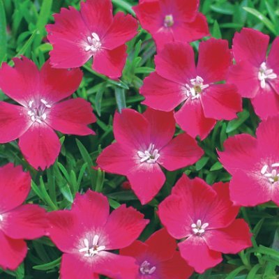 結美 珠嫁の皆さんへ 某アメブロで悪口雑言を下品に書き散らかしているムラオという男のブログを絶対に見に行かないでね お前何様だよ ムラオ アメブロ Twitter