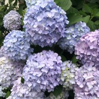 手 毬 花　@社畜低浮上 (@hpmi___yumepura) 's Twitter Profile Photo