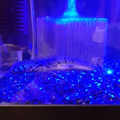 Polypterus0415's profile picture. アカウント変えました！
いつもどーり魚のこと呟いたり絡んだりします！