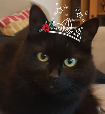 blackcatreadz's profile picture. Keetz || 30 || York UK || she/her