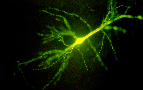 Liset M de la Prida Profile