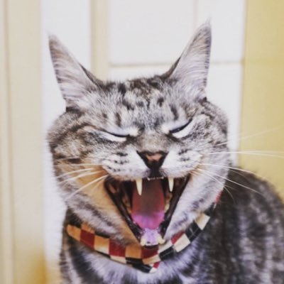 ポリちんさんのプロフィール画像