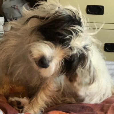 susanst96574770's profile picture. Help others 💖