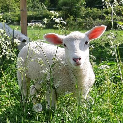 vew1234's profile picture. Resurrecting a small mixed farm in North Bucks into a thing of beauty. It's early days but followers and supporters are very welcome. Thank you. Verity & Paul