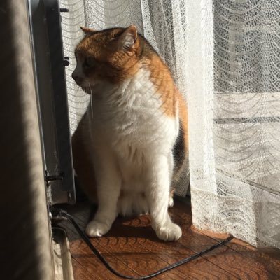 人生のことはガッチャマンに学んだギャラクター残党。20世紀からずーっと木村個人のファン。夢破れてからが人生。最近いい男度が増したので、方向性になんの不満もありません。太めのニャンと黒白ニャンを偏愛しております。現在だんだん細めでも無くなってきた三毛と同居中。フォローリムーブはお気のむくまま、ご自由に(_ _).。o○