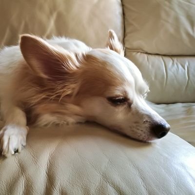 Chikuwa_411's profile picture. わんこ大好きなおっさん、体重6kgの巨大チワワの愛犬ちくわ8月28日11歳4ヶ月で🌈
2023年9月20日ご縁があってコッカプーの男の子もずくをお迎えしました。
無言フォロー失礼します。
#チワワ好きな人とつながりたい
#コッカプーの飼い主さんとつながりたい
#コッカプー