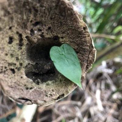 Nonaka45328396's profile picture. 