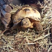 Greenside Mr Poppy (@poppy_greenside) 's Twitter Profile Photo