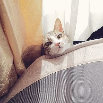 翠さんのプロフィール画像