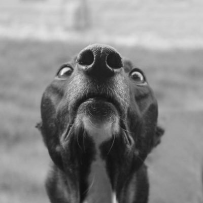 DavieR1875's profile picture. Socialism, Environment, Hibernian.