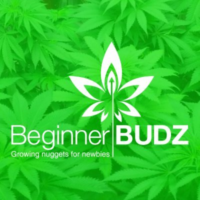 BeginnerBudz's profile picture. Dedicated to growing cannabis - and being beginners ourselves - we're going to learn together to become masters in the trade.
