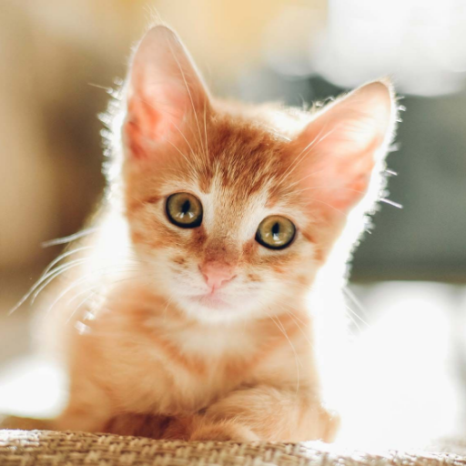 Patrick_Riviera's profile picture. 