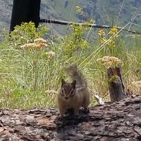 Squirrel (@smackdaddy7247) 's Twitter Profile