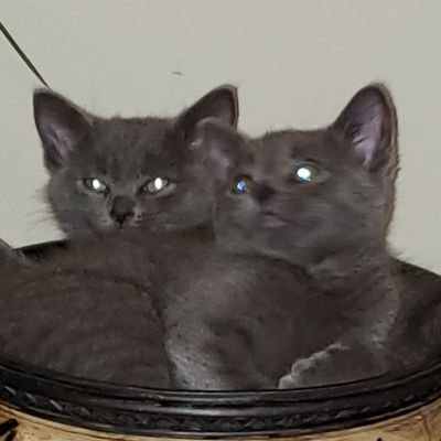 Lover of Hound, Chernobyl Kittens, Family , Friends and Music.
