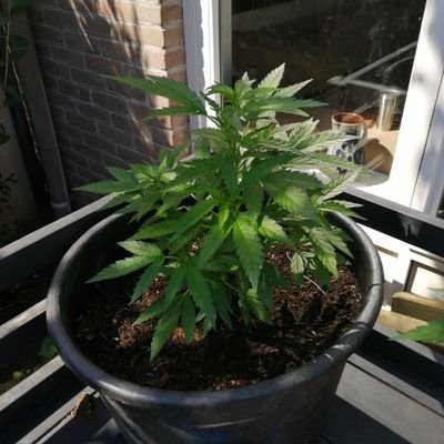 pakobakelito's profile picture. 