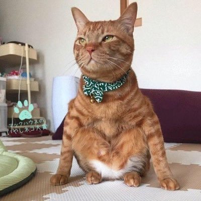 洋画や海外ドラマー好き😘 猫好き🐈Twitter初心者デビューしました!いろんな情報を教えて下さい😄ネタ帳✍️使いですが情報集めてます🐝🐝